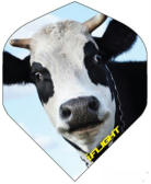 Funny Cow